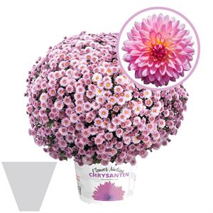 Afbeelding van Bolchrysant gehoest P19 Pink